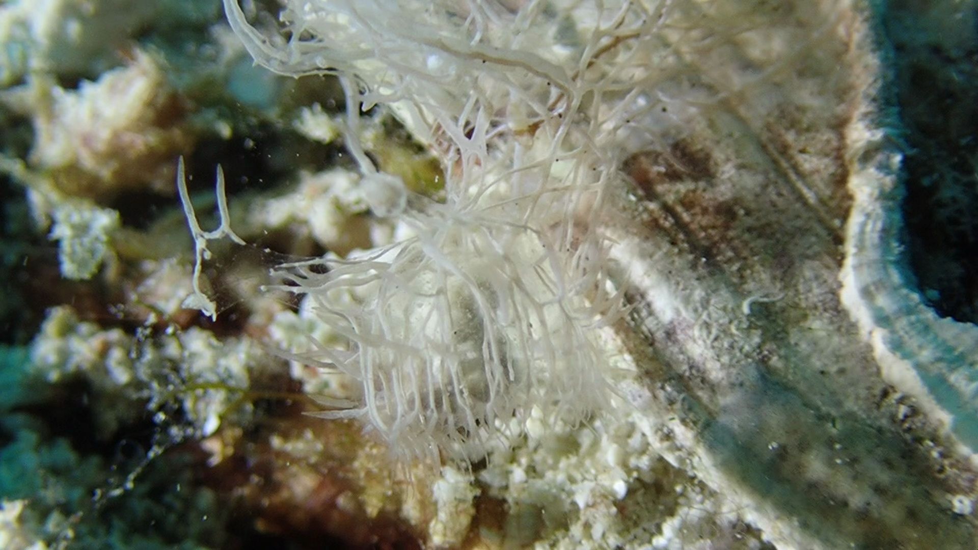 一头乱麻的幽灵大嘴海蛞蝓